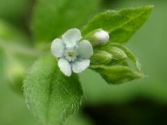 Bothriospermum tenellum