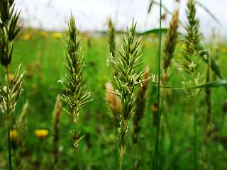 Anthoxanthum odoratum