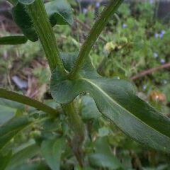 Erigeron philadelphicus