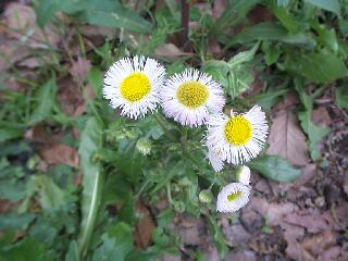 Erigeron philadelphicus
