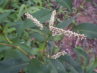 Persicaria vulgaris