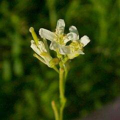 Turritis glabra