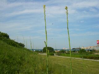 Turritis glabra