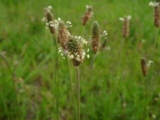 Plantago lanceolate