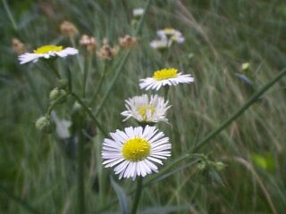 Erigeron annuus
