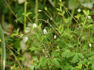Semiaquilegia adoxoides