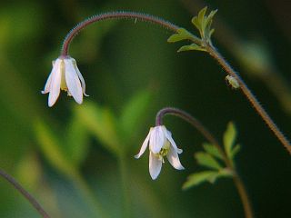 Semiaquilegia adoxoides