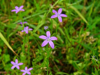 Triodansis biflora