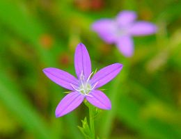 Triodansis biflora