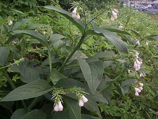 Symphytum officinale L.