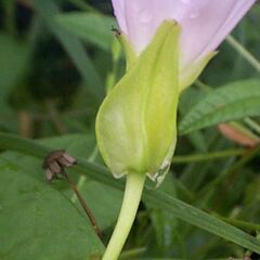 Calystegia japonica