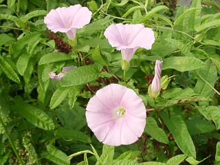 Calystegia japonica