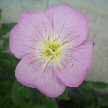 Oenothera speciosa