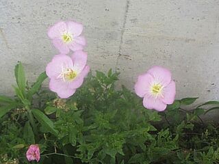 Oenothera speciosa