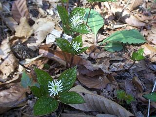 Chloranthus japonicus