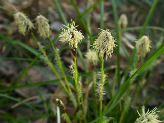 Carex conica