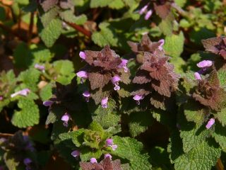 Lamium purpureum