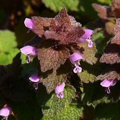 Lamium purpureum