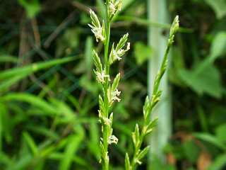 Lolium perenne