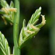 Lolium perenne