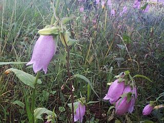 Campanula punctata