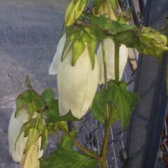 Campanula punctata