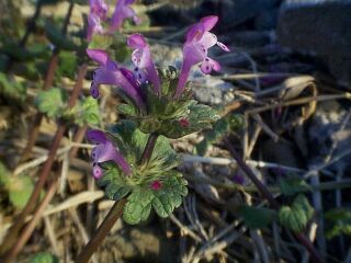 Lamium amplexicaule