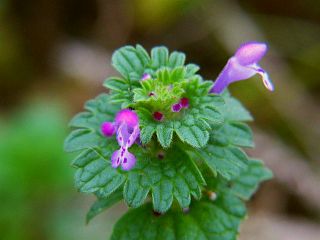Lamium amplexicaule