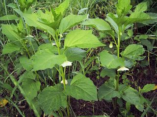 Physalis alkekengi var. franchetii