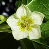 Physalis alkekengi var. franchetii