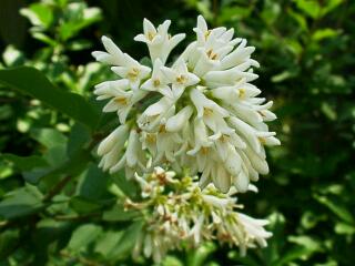 Ligustrum obtusifolium