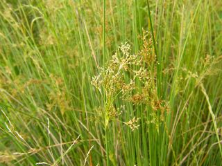 Juncus effusus var. decipiens
