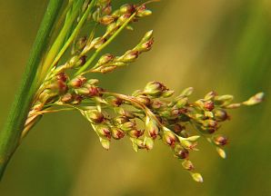 Juncus effusus var. decipiens
