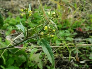 Rorippa Indica
