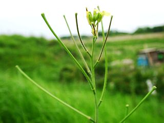 Sisymbrium orientale