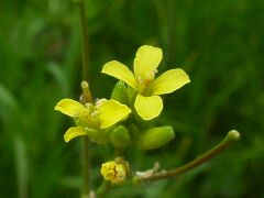 Sisymbrium orientale