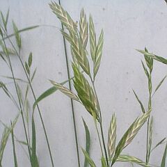 Bromus catharticus