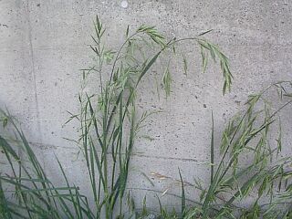 Bromus catharticus