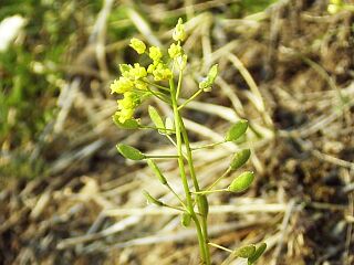 Draba nemorosa