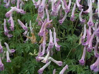 Corydalis decumbens