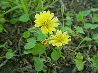 Ixeris stolonifera