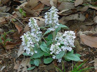 Ajuga nipponensis