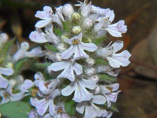 Ajuga nipponensis