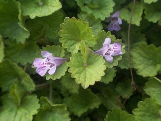 Glechoma hederacea var. grandis