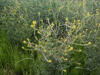 Sisymbrium officinale