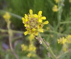Sisymbrium officinale