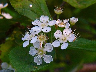 Photinia villosa var. laevis