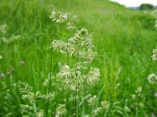 Dactylis glomerata