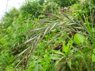 Agropyron tsukushiense var. transiens