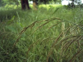 Trisetum bifidum